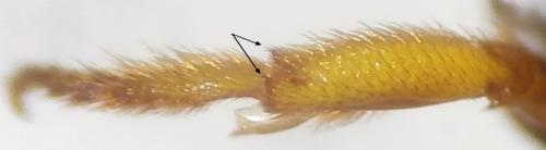 Réf. 242 814 : Stelis signata